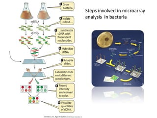 High throughput approaches to understanding gene function and mapping ...