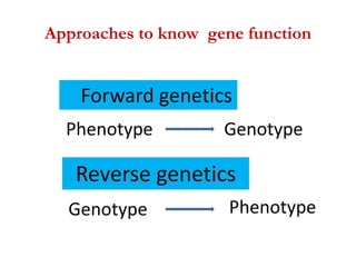 High throughput approaches to understanding gene function and mapping ...