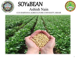 1
SOYaBEAN
Ashish Nain
CCS HARYANA AGRICULTURE UNIVESITY, HISAR
 