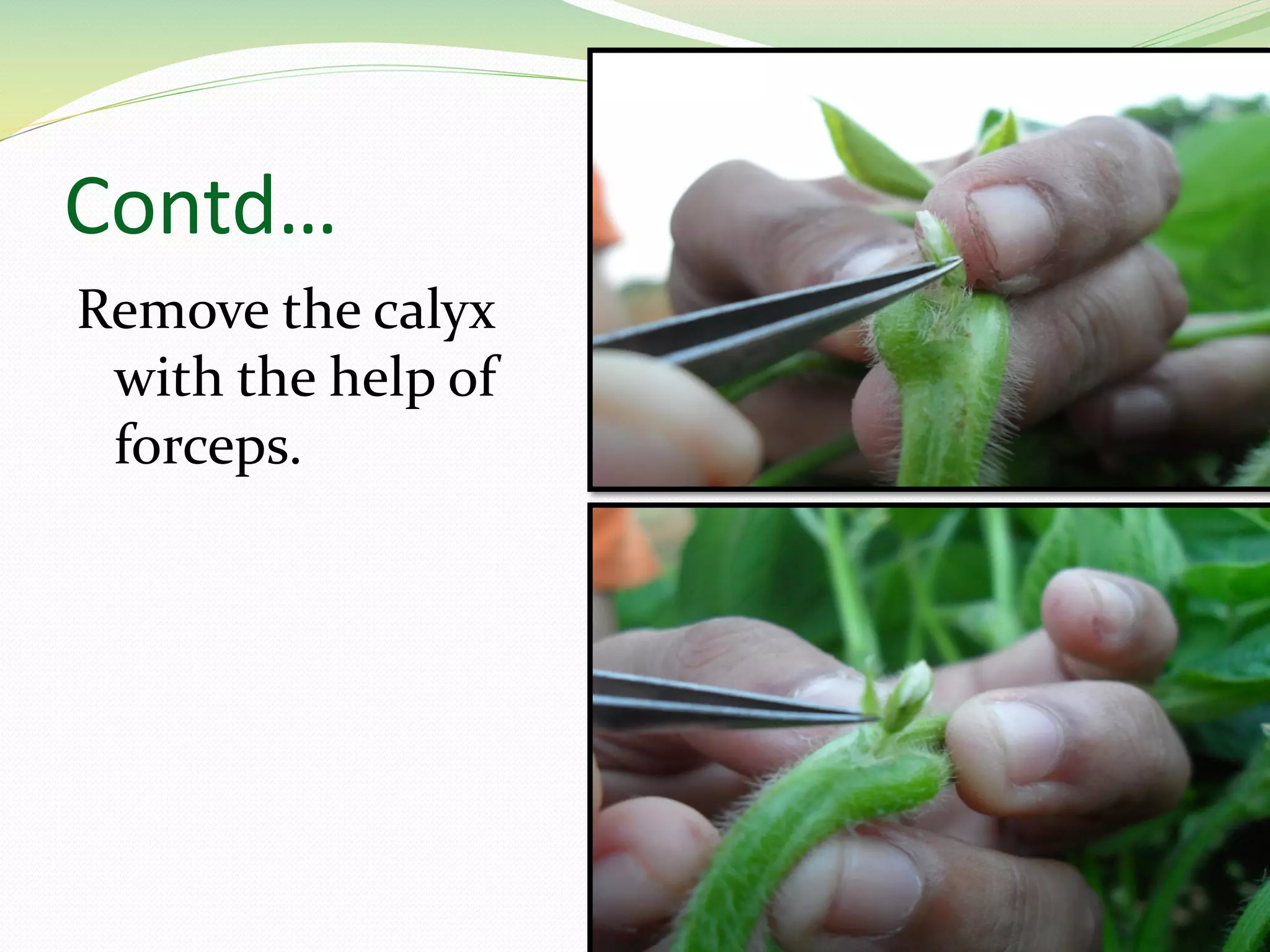 Soyabean PPT soyabean-ppt