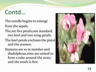 Contd…
The corolla begins to emerge
from the sepals.
The are five petals,one standard,
two keel and two wing petals.
The keel petals encloses the pistal
and the stamen.
Stamens are 10 in number and
diadelphous,nine are united to
form a tube around the ovary
and the tenth is free.
13
 