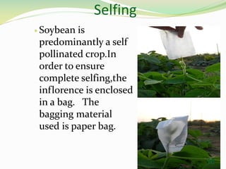 Selfing
 Soybean is
predominantly a self
pollinated crop.In
order to ensure
complete selfing,the
inflorence is enclosed
in a bag. The
bagging material
used is paper bag.
16
 