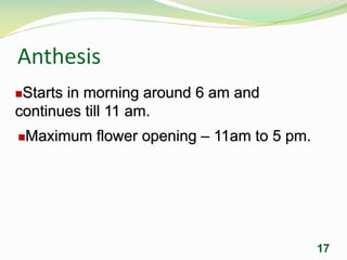 Anthesis
17
Starts in morning around 6 am and
continues till 11 am.
Maximum flower opening – 11am to 5 pm.
 