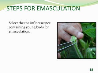 STEPS FOR EMASCULATION
Select the the inflorescence
containing young buds for
emasculation.
18
 