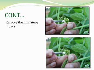 CONT…
Remove the immature
buds.
19
 