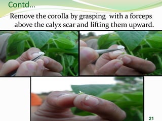 21
Contd…
Remove the corolla by grasping with a forceps
above the calyx scar and lifting them upward.
 