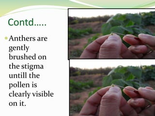 Contd…..
Anthers are
gently
brushed on
the stigma
untill the
pollen is
clearly visible
on it.
24
 