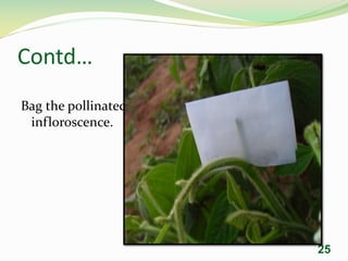 Contd…
Bag the pollinated
infloroscence.
25
 