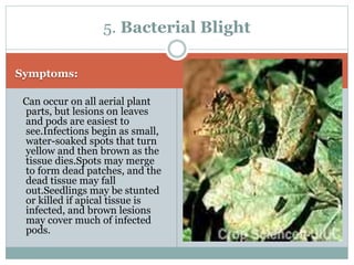 Soya bean crop diseases A Lecture by Mr Allah Dad Khan | PPTX
