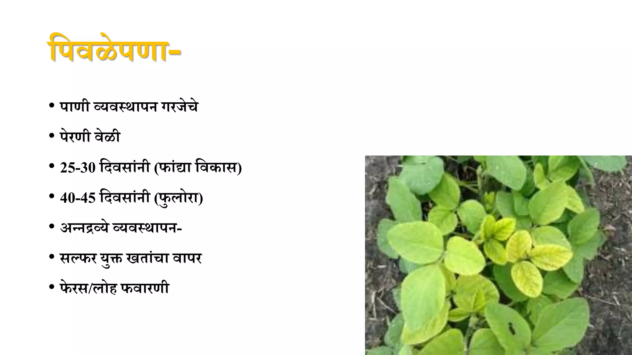 पपवळेपणा-
• पाणी व्यवस्िापन गिजेचे
• पेिणी वेळी
• 25-30 पदवसांनी (फांद्या पवकास)
• 40-45 पदवसांनी (फु लोिा)
• अन्नद्रव्ये व्यवस्िापन-
• सल्फि युक्त खतांचा वापि
• फ
े िस/लोह फवािणी
 