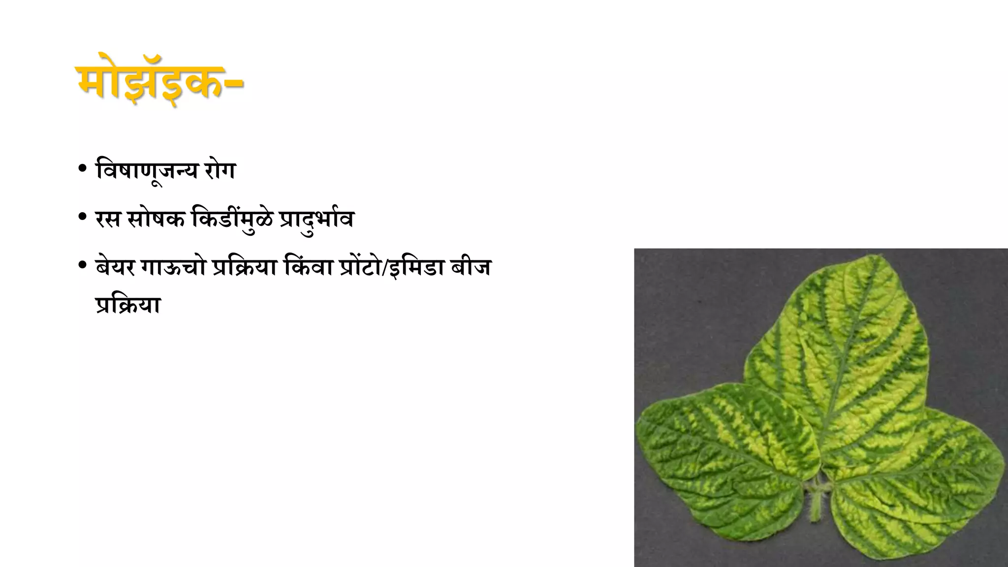 मोझॅइक-
• पविाणूजन्य िोग
• िस सोिक पकडींमुळे प्रादुभानव
• िेयि गाऊचो प्रपिया पकं वा प्रोंटो/इपमडा िीज
प्रपिया
 