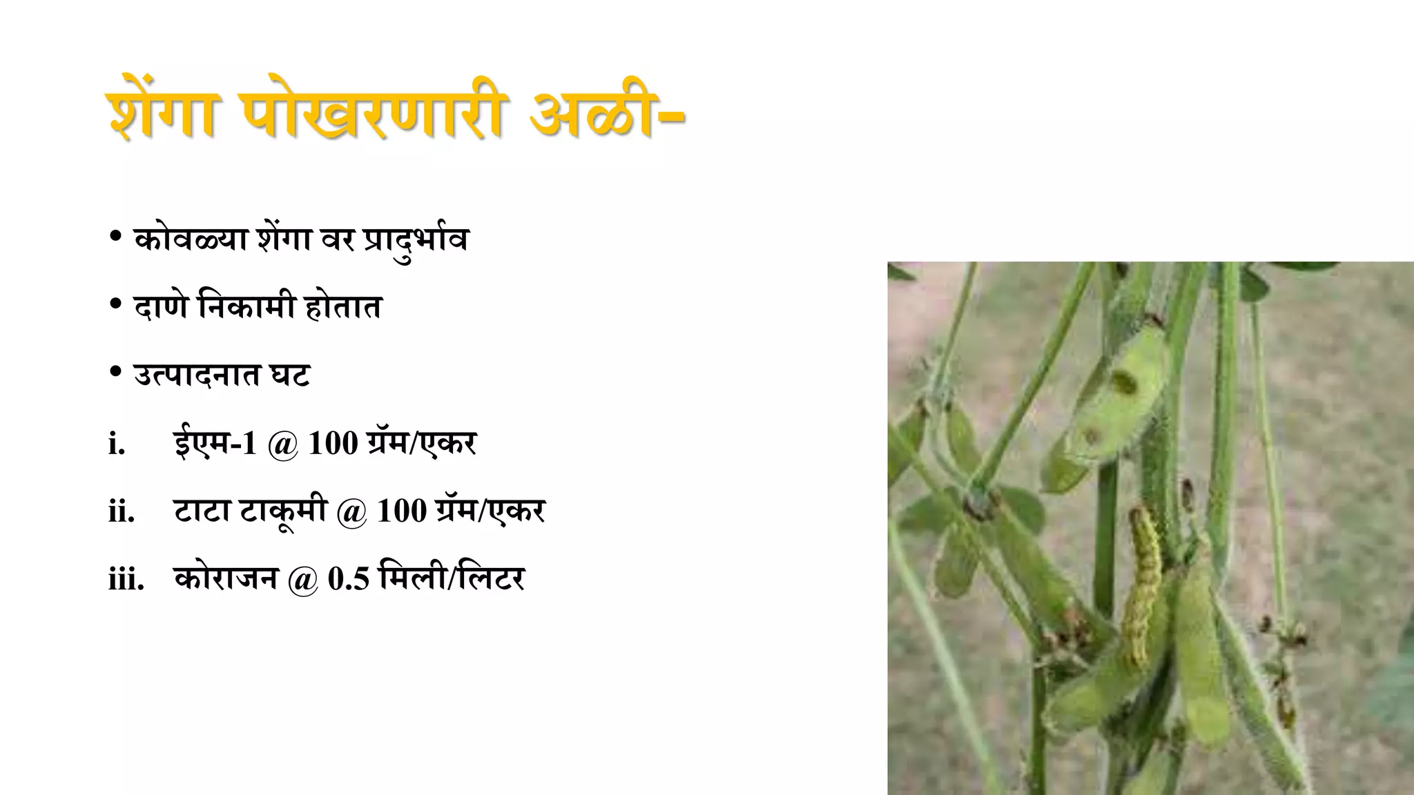 शेंगा पोखिणािी अळी-
• कोवळ्या शेंगा वि प्रादुभानव
• दाणे पनकामी होतात
• उत्पादनात घट
i. ईएम-1 @ 100 ग्रॅम/एकि
ii. टाटा टाकू मी @ 100 ग्रॅम/एकि
iii. कोिाजन @ 0.5 पमली/पलटि
 