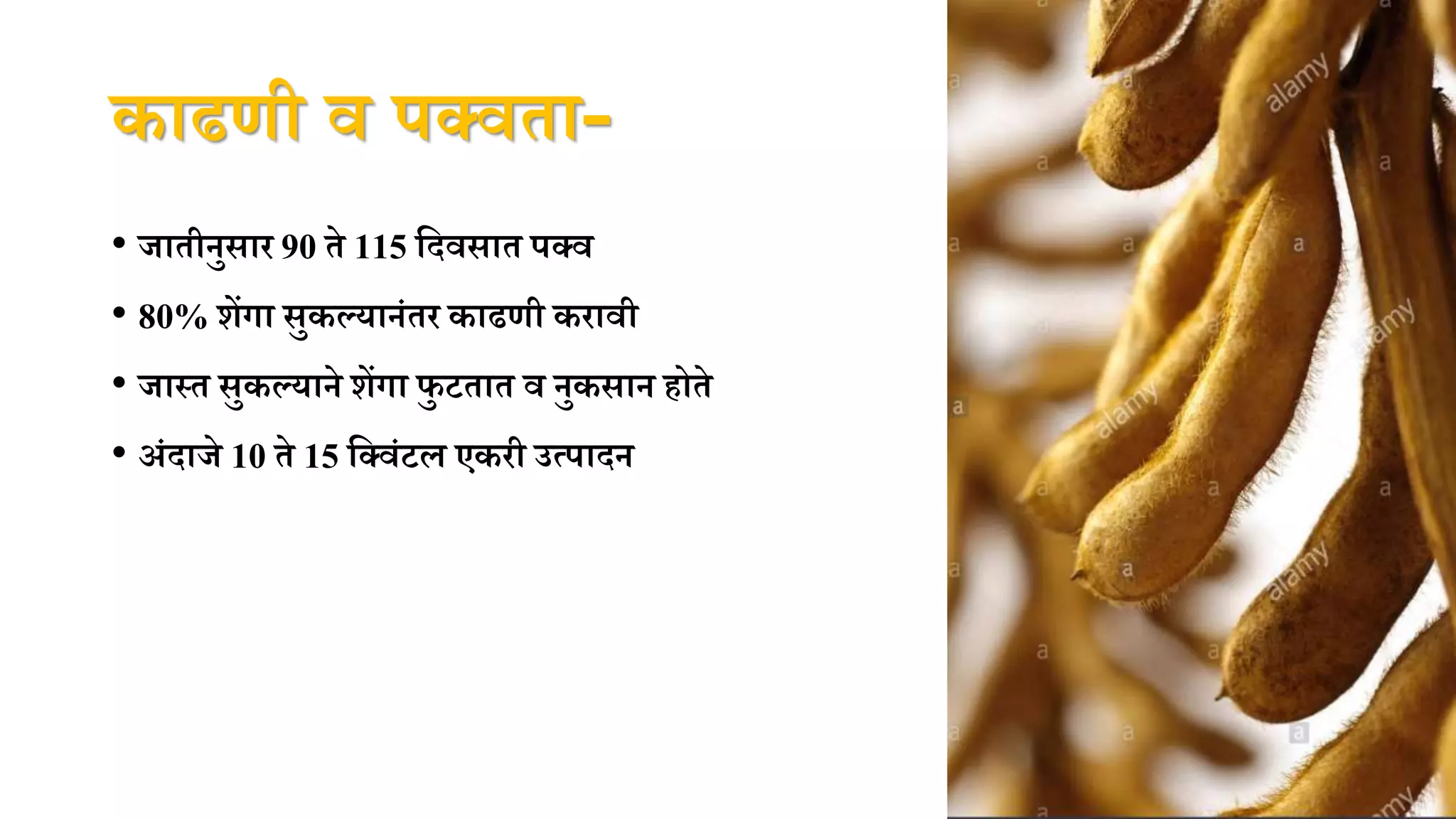 काढणी व पक्वता-
• जातीनुसाि 90 ते 115 पदवसात पक्व
• 80% शेंगा सुकल्यानंति काढणी किावी
• जास्त सुकल्याने शेंगा फु टतात व नुकसान होते
• अंदाजे 10 ते 15 पक्वंटल एकिी उत्पादन
 