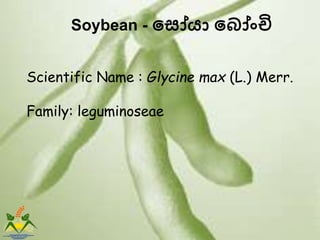 Soybean - ස ෝයා ස ෝෝංචි
Scientific Name : Glycine max (L.) Merr.
Family: leguminoseae
 