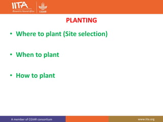 A member of CGIAR consortium www.iita.org
PLANTING
• Where to plant (Site selection)
• When to plant
• How to plant
 