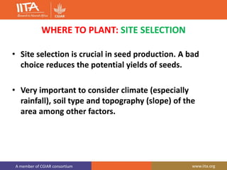 A member of CGIAR consortium www.iita.org
WHERE TO PLANT: SITE SELECTION
• Site selection is crucial in seed production. A bad
choice reduces the potential yields of seeds.
• Very important to consider climate (especially
rainfall), soil type and topography (slope) of the
area among other factors.
 