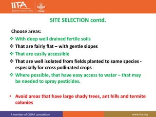 A member of CGIAR consortium www.iita.org
SITE SELECTION contd.
Choose areas:
 With deep well drained fertile soils
 That are fairly flat – with gentle slopes
 That are easily accessible
 That are well isolated from fields planted to same species -
especially for cross pollinated crops
 Where possible, that have easy access to water – that may
be needed to spray pesticides.
• Avoid areas that have large shady trees, ant hills and termite
colonies
 