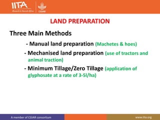 A member of CGIAR consortium www.iita.org
LAND PREPARATION
Three Main Methods
- Manual land preparation (Machetes & hoes)
- Mechanised land preparation (use of tractors and
animal traction)
- Minimum Tillage/Zero Tillage (application of
glyphosate at a rate of 3-5l/ha)
 