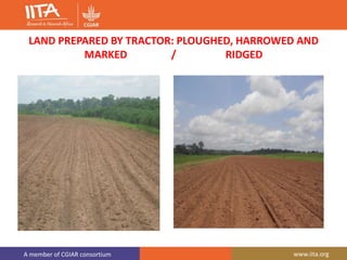 A member of CGIAR consortium www.iita.org
LAND PREPARED BY TRACTOR: PLOUGHED, HARROWED AND
MARKED / RIDGED
 