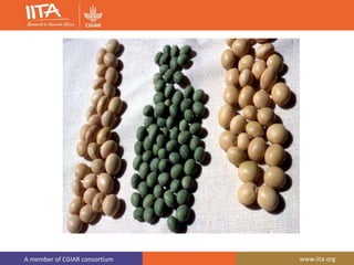 A member of CGIAR consortium www.iita.org
 