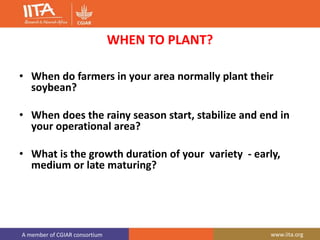 A member of CGIAR consortium www.iita.org
WHEN TO PLANT?
• When do farmers in your area normally plant their
soybean?
• When does the rainy season start, stabilize and end in
your operational area?
• What is the growth duration of your variety - early,
medium or late maturing?
 