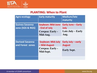 A member of CGIAR consortium www.iita.org
PLANTING: When to Plant
Agro-ecology Early maturity Medium/late
maturity
Guinea Savanna
zone (SGS & NGS)
Soybean: Mid-June
- End of July
Early June – Early
July
Late July – Early
Aug.
Cowpea: Early -
Mid-Aug.
Derived Savanna
and Forest zones
Soybean: Mid-July
– Mid-August
Early July – early
August
Cowpea: Early -
Mid-Sept.
Early Sept.
 