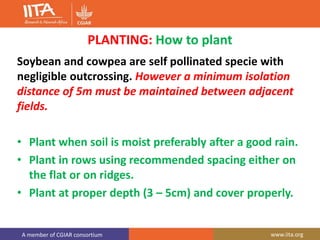 A member of CGIAR consortium www.iita.org
PLANTING: How to plant
Soybean and cowpea are self pollinated specie with
negligible outcrossing. However a minimum isolation
distance of 5m must be maintained between adjacent
fields.
• Plant when soil is moist preferably after a good rain.
• Plant in rows using recommended spacing either on
the flat or on ridges.
• Plant at proper depth (3 – 5cm) and cover properly.
 