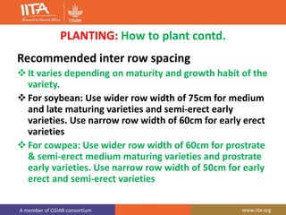 A member of CGIAR consortium www.iita.org
PLANTING: How to plant contd.
Recommended inter row spacing
It varies depending on maturity and growth habit of the
variety.
For soybean: Use wider row width of 75cm for medium
and late maturing varieties and semi-erect early
varieties. Use narrow row width of 60cm for early erect
varieties
For cowpea: Use wider row width of 60cm for prostrate
& semi-erect medium maturing varieties and prostrate
early varieties. Use narrow row width of 50cm for early
erect and semi-erect varieties
 