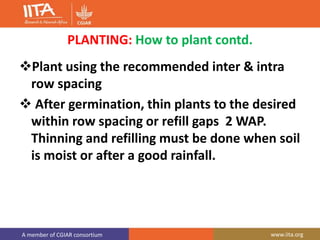 A member of CGIAR consortium www.iita.org
PLANTING: How to plant contd.
Plant using the recommended inter & intra
row spacing
 After germination, thin plants to the desired
within row spacing or refill gaps 2 WAP.
Thinning and refilling must be done when soil
is moist or after a good rainfall.
 
