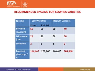 A member of CGIAR consortium www.iita.org
RECOMMENDED SPACING FOR COWPEA VARIETIES
Spacing Early Varieties
Prost. E & S-E
Medium Varieties
Between
rows (cm)
60 50 60 50
Within row
(cm)
20 20 20 20
Seeds/hill 2 2 2 2
Expected
plant pop. /
ha
166,667 200,000 166,667 200,000
 