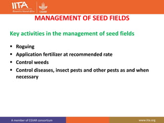 A member of CGIAR consortium www.iita.org
MANAGEMENT OF SEED FIELDS
Key activities in the management of seed fields
 Roguing
 Application fertilizer at recommended rate
 Control weeds
 Control diseases, insect pests and other pests as and when
necessary
 