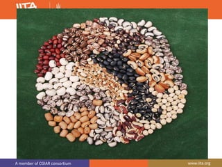 A member of CGIAR consortium www.iita.org
 