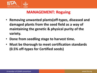 A member of CGIAR consortium www.iita.org
MANAGEMENT: Roguing
• Removing unwanted plants(off-types, diseased and
damaged plants from the seed field as a way of
maintaining the genetic & physical purity of the
variety.
• Done from seedling stage to harvest time.
• Must be thorough to meet certification standards
(0.5% off-types for Certified seeds)
 