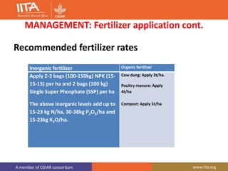 A member of CGIAR consortium www.iita.org
MANAGEMENT: Fertilizer application cont.
Recommended fertilizer rates
Inorganic fertilizer Organic fertilizer
Apply 2-3 bags (100-150kg) NPK (15-
15-15) per ha and 2 bags (100 kg)
Single Super Phosphate (SSP) per ha
The above inorganic levels add up to
15-23 kg N/ha, 30-38kg P2O5/ha and
15-23kg K2O/ha.
Cow dung: Apply 3t/ha.
Poultry manure: Apply
4t/ha
Compost: Apply 5t/ha
 