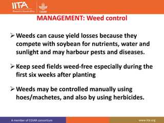 A member of CGIAR consortium www.iita.org
MANAGEMENT: Weed control
Weeds can cause yield losses because they
compete with soybean for nutrients, water and
sunlight and may harbour pests and diseases.
Keep seed fields weed-free especially during the
first six weeks after planting
Weeds may be controlled manually using
hoes/machetes, and also by using herbicides.
 