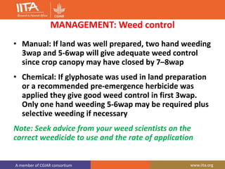 A member of CGIAR consortium www.iita.org
MANAGEMENT: Weed control
• Manual: If land was well prepared, two hand weeding
3wap and 5-6wap will give adequate weed control
since crop canopy may have closed by 7–8wap
• Chemical: If glyphosate was used in land preparation
or a recommended pre-emergence herbicide was
applied they give good weed control in first 3wap.
Only one hand weeding 5-6wap may be required plus
selective weeding if necessary
Note: Seek advice from your weed scientists on the
correct weedicide to use and the rate of application
 