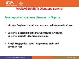 A member of CGIAR consortium www.iita.org
MANAGEMENT: Diseases control
Few important soybean diseases in Nigeria.
• Viruses: Soybean mosaic and soybean yellow mosaic viruses
• Bacteria: Bacterial blight (Pseudomonas syringae),
Bacterial pustule (Xanthomonas spp.)
• Fungi: Frogeye leaf spot, Purple seed stain and
Soybean rust
 