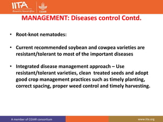 A member of CGIAR consortium www.iita.org
MANAGEMENT: Diseases control Contd.
• Root-knot nematodes:
• Current recommended soybean and cowpea varieties are
resistant/tolerant to most of the important diseases
• Integrated disease management approach – Use
resistant/tolerant varieties, clean treated seeds and adopt
good crop management practices such as timely planting,
correct spacing, proper weed control and timely harvesting.
 