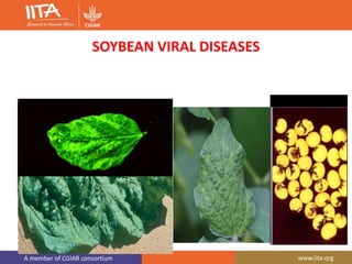 A member of CGIAR consortium www.iita.org
SOYBEAN VIRAL DISEASES
 