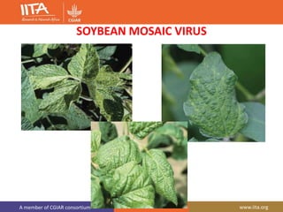 A member of CGIAR consortium www.iita.org
SOYBEAN MOSAIC VIRUS
 