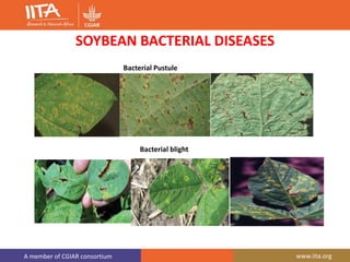 A member of CGIAR consortium www.iita.org
SOYBEAN BACTERIAL DISEASES
Bacterial Pustule
Bacterial blight
 