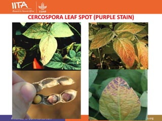 A member of CGIAR consortium www.iita.org
CERCOSPORA LEAF SPOT (PURPLE STAIN)
 