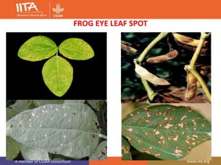 A member of CGIAR consortium www.iita.org
FROG EYE LEAF SPOT
 