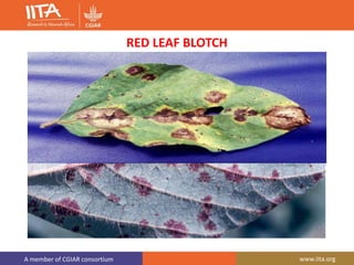 A member of CGIAR consortium www.iita.org
RED LEAF BLOTCH
 