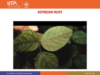 A member of CGIAR consortium www.iita.org
SOYBEAN RUST
 