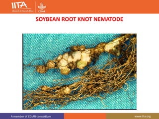 A member of CGIAR consortium www.iita.org
SOYBEAN ROOT KNOT NEMATODE
 