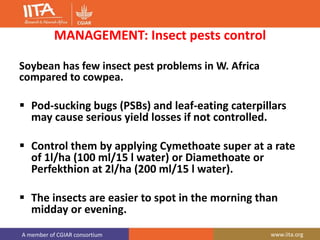 A member of CGIAR consortium www.iita.org
MANAGEMENT: Insect pests control
Soybean has few insect pest problems in W. Africa
compared to cowpea.
 Pod-sucking bugs (PSBs) and leaf-eating caterpillars
may cause serious yield losses if not controlled.
 Control them by applying Cymethoate super at a rate
of 1l/ha (100 ml/15 l water) or Diamethoate or
Perfekthion at 2l/ha (200 ml/15 l water).
 The insects are easier to spot in the morning than
midday or evening.
 
