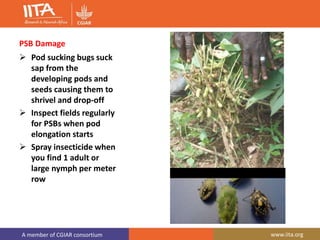 A member of CGIAR consortium www.iita.org
PSB Damage
 Pod sucking bugs suck
sap from the
developing pods and
seeds causing them to
shrivel and drop-off
 Inspect fields regularly
for PSBs when pod
elongation starts
 Spray insecticide when
you find 1 adult or
large nymph per meter
row
 