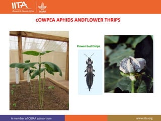 A member of CGIAR consortium www.iita.org
COWPEA APHIDS ANDFLOWER THRIPS
Flower bud thrips
 