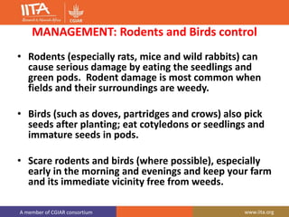 A member of CGIAR consortium www.iita.org
MANAGEMENT: Rodents and Birds control
• Rodents (especially rats, mice and wild rabbits) can
cause serious damage by eating the seedlings and
green pods. Rodent damage is most common when
fields and their surroundings are weedy.
• Birds (such as doves, partridges and crows) also pick
seeds after planting; eat cotyledons or seedlings and
immature seeds in pods.
• Scare rodents and birds (where possible), especially
early in the morning and evenings and keep your farm
and its immediate vicinity free from weeds.
 
